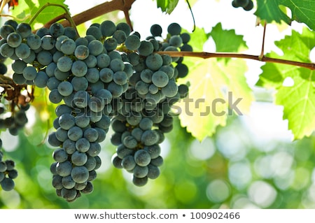 Stock fotó: Ripe Red Wine Grapes Right Before Harvest