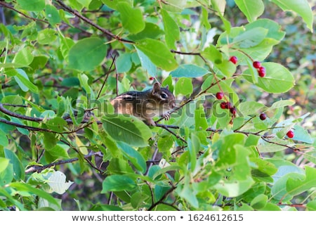 Stok fotoğraf: Chipmunk On A Tree