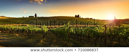 Stok fotoğraf: Tuscany Vineyard