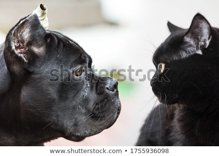 Zdjęcia stock: Cat Confrontational Stare Down