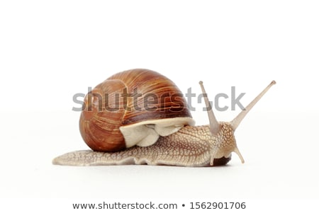 Foto stock: Snail Helix Pomatia