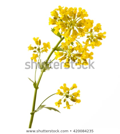 Stok fotoğraf: Yellow Flowers Winter Cress