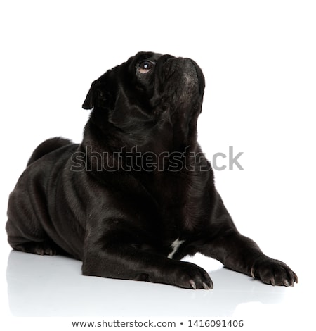 Zdjęcia stock: Adorable Black Boxer Lying Looks Up To Side