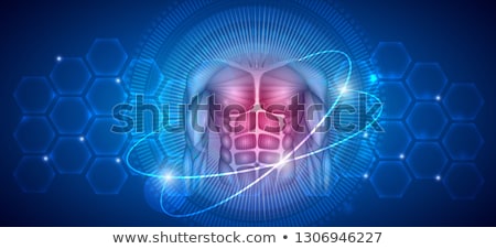 Foto stock: Chest And Abdomen Muscles