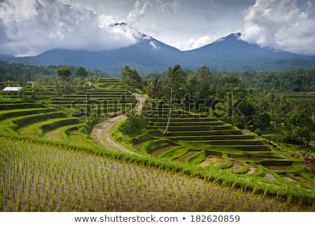 Foto stock: Rice Fields Of Jatiluwih In Southeast Bali