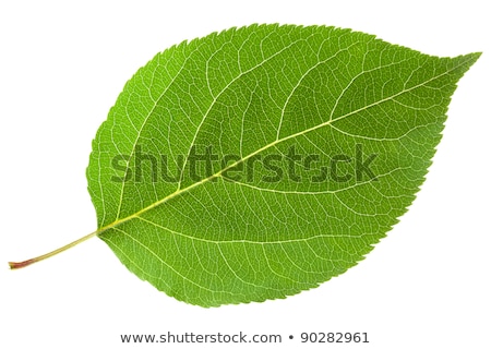 Сток-фото: Apples With Green Leaves Isolated On White