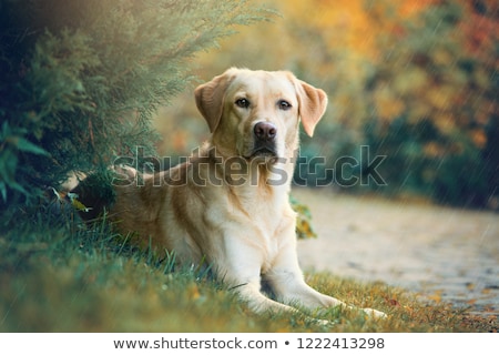 Foto stock: Labrador Retriever On Grass