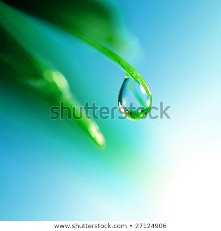 Stockfoto: Morning Dew Water Droplets On A Grass Shining