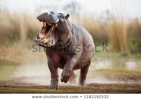 Stock fotó: Hippo