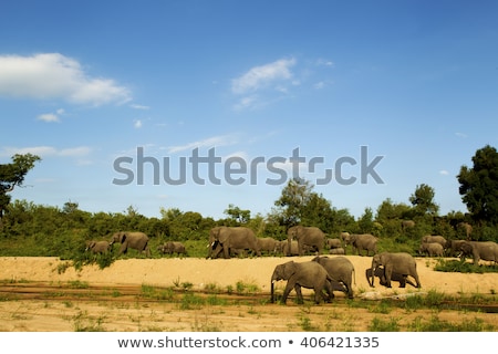 Stok fotoğraf: Big Elephant In Kruger Park