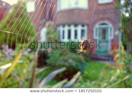 Stock photo: Big Orb Spider With Leaf