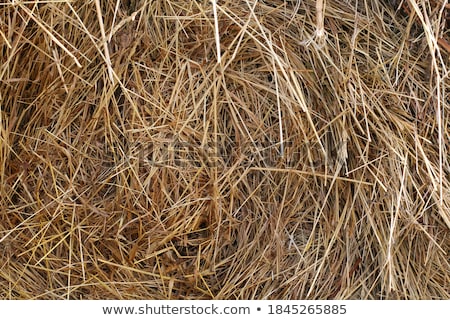 Stock photo: Hay Circular Texture