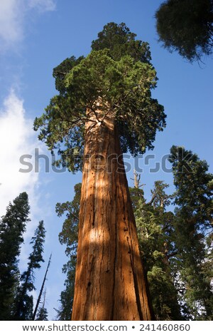 Stock photo: Giant Ancient Seqouia Tree Kings Canyon National Park