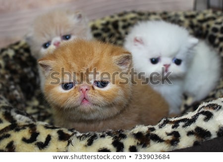 Foto stock: Kitten Exotic Shorthair