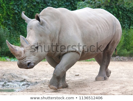 Stock photo: White Rhinoceros