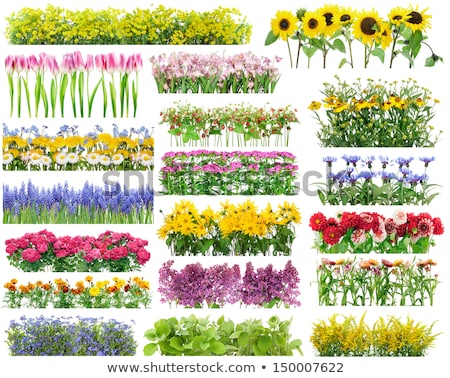Stock photo: Flower Bed