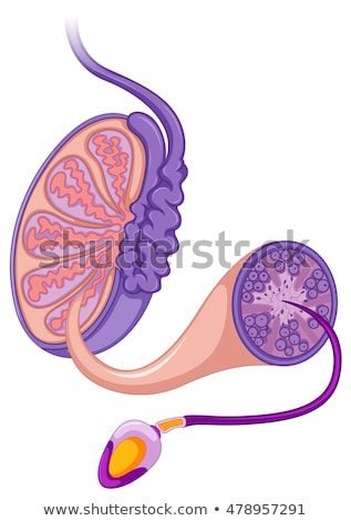 Stockfoto: A Male Reproductive Organ