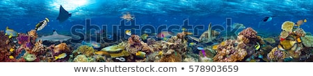 Stockfoto: Coral Reef