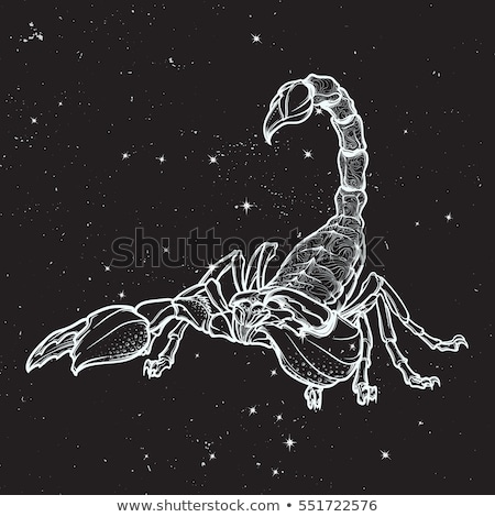 Stock fotó: Colorful Scorpio Zodiac Star Signs Sketch