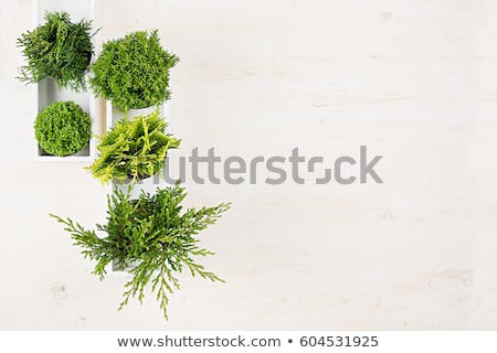 Сток-фото: Soft Workplace With Green Young Conifer Plants Top View With Copy Space On Beige Wood Board Backgrou