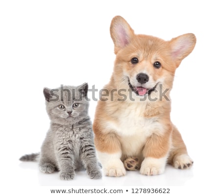 Сток-фото: Cute Tiny Kitten On A White Background