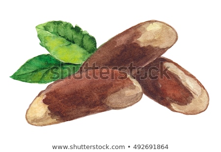 Stok fotoğraf: Watercolor Illustration Of Brazil Nut