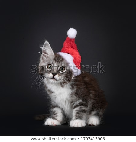 Stockfoto: Black Silver Tabby Maine Coon Cat Kitten Isolated On White Background