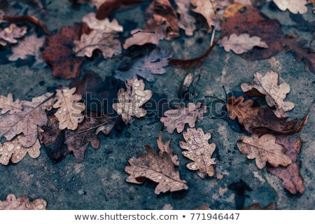 Stock photo: Dead Leaf In A Puddle