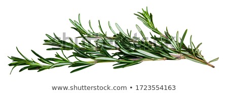 Foto stock: Fresh Rosemary On White Background