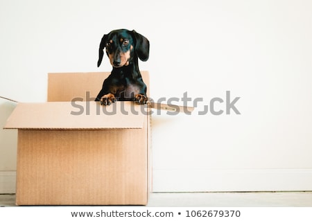 Foto stock: Moving Box Dog