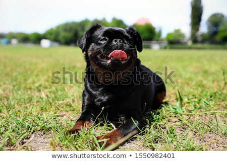 Stock photo: Black Petit Brabancon Dog