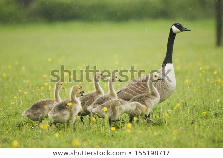 ストックフォト: Canada Goose Goose Gosling