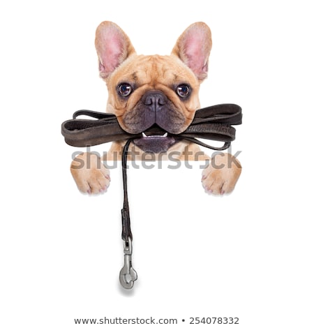 Stockfoto: Fawn French Bulldog Ready For A Walk