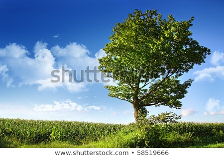 Stock fotó: Lone Elm Tree At Coloured Sky