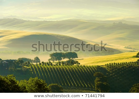 Fog In A Vineyard In Tuscany Imagine de stoc © LianeM