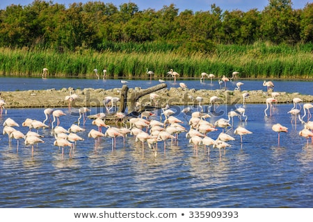 Foto d'archivio: Flamingos In Camargue Provence France