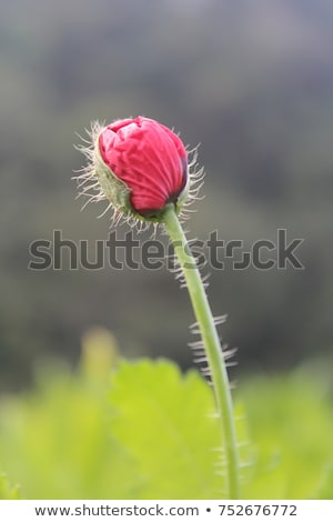 Foto stock: Opium Poppy Flower