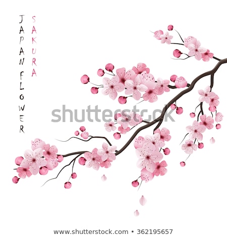 Foto stock: Beautiful Flowers Of Japanese Cherry Blossom
