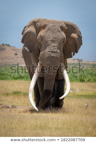 Stok fotoğraf: Elephant Bull Walking Towards The Camera