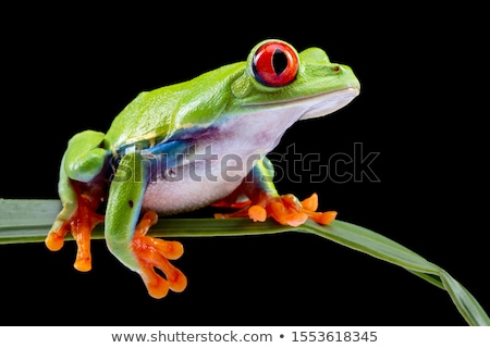 Сток-фото: Red Eyed Frog Green Tree On Colorful Background