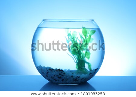 ストックフォト: Empty Fishbowl