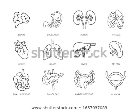 Foto stock: Human Internal Organs Anatomy Background