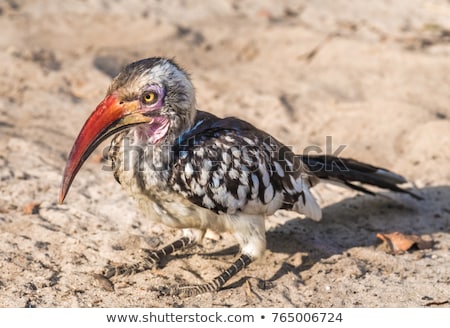 Stock photo: Red Billed Hornbill Bird