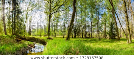 Foto stock: Forest Stream
