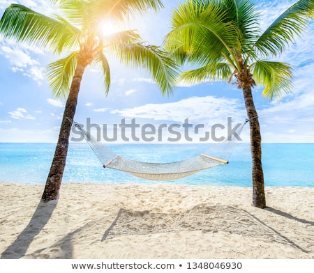 Foto stock: Hammock Between Palm Trees On Tropical Beach