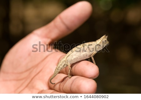 Stock photo: Pygmy Chameleon