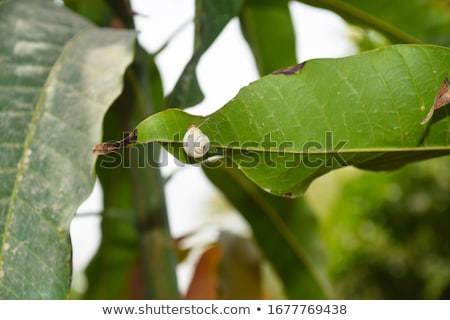 Сток-фото: Small Snail