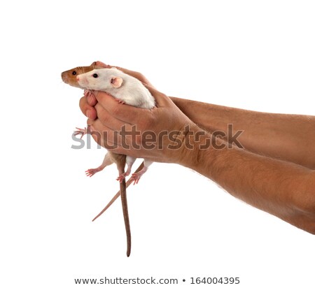 Two Rats In Human Outstretched Hands Сток-фото © Lizard