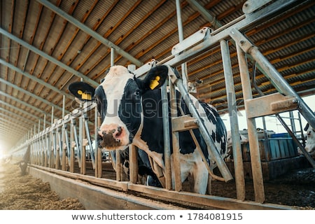 Stock fotó: Cows In The Stable