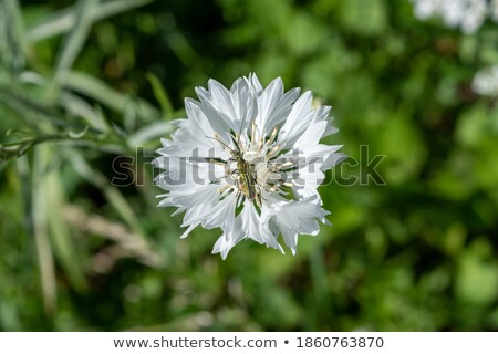 Stockfoto: Buttons With Beetles